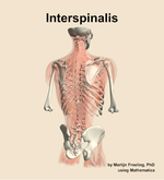 The interspinalis muscle of the back - orientation 6