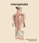 The interspinalis muscle of the back - orientation 7