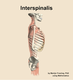 The interspinalis muscle of the back - orientation 9