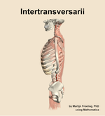 The intertransversarii muscle of the back - orientation 1