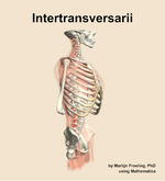 The intertransversarii muscle of the back - orientation 10