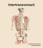 The intertransversarii muscle of the back - orientation 12