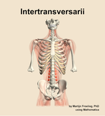 The intertransversarii muscle of the back - orientation 13