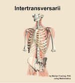 The intertransversarii muscle of the back - orientation 14