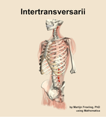 The intertransversarii muscle of the back - orientation 15