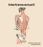 The intertransversarii muscle of the back - orientation 3