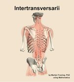 The intertransversarii muscle of the back - orientation 4