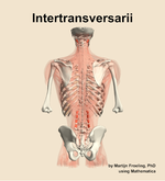 The intertransversarii muscle of the back - orientation 5