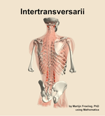 The intertransversarii muscle of the back - orientation 6