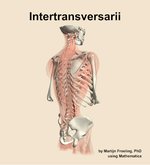 The intertransversarii muscle of the back - orientation 7