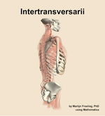 The intertransversarii muscle of the back - orientation 8