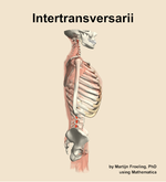 The intertransversarii muscle of the back - orientation 9
