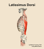 The latissimus dorsi muscle of the back - orientation 1