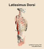 The latissimus dorsi muscle of the back - orientation 10
