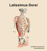 The latissimus dorsi muscle of the back - orientation 11