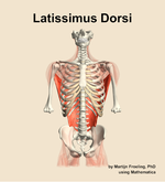 The latissimus dorsi muscle of the back - orientation 13