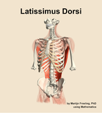 The latissimus dorsi muscle of the back - orientation 14