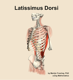 The latissimus dorsi muscle of the back - orientation 15