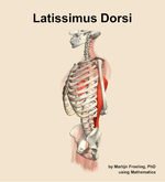 The latissimus dorsi muscle of the back - orientation 16