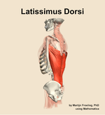 The latissimus dorsi muscle of the back - orientation 2