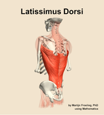 The latissimus dorsi muscle of the back - orientation 3