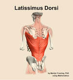 The latissimus dorsi muscle of the back - orientation 4