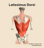 The latissimus dorsi muscle of the back - orientation 5