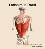 The latissimus dorsi muscle of the back - orientation 6