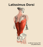 The latissimus dorsi muscle of the back - orientation 7