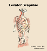 The levator scapulae muscle of the back - orientation 11
