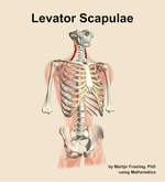 The levator scapulae muscle of the back - orientation 12