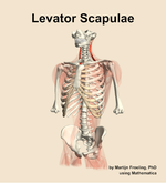 The levator scapulae muscle of the back - orientation 14