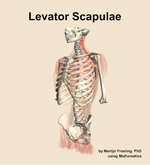 The levator scapulae muscle of the back - orientation 15