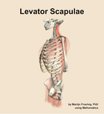 The levator scapulae muscle of the back - orientation 16