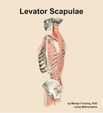 The levator scapulae muscle of the back - orientation 2
