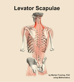 The levator scapulae muscle of the back - orientation 4