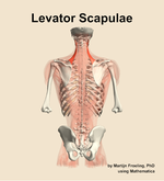 The levator scapulae muscle of the back - orientation 5