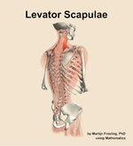 The levator scapulae muscle of the back - orientation 7