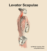 The levator scapulae muscle of the back - orientation 8