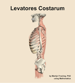 The levatores costarum muscle of the back - orientation 1