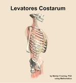 The levatores costarum muscle of the back - orientation 10