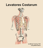 The levatores costarum muscle of the back - orientation 12