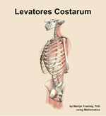The levatores costarum muscle of the back - orientation 16