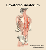 The levatores costarum muscle of the back - orientation 3