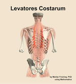 The levatores costarum muscle of the back - orientation 5