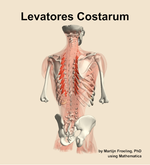 The levatores costarum muscle of the back - orientation 6