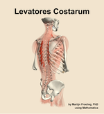 The levatores costarum muscle of the back - orientation 7