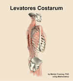 The levatores costarum muscle of the back - orientation 8