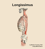 The longissimus muscle of the back - orientation 1