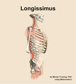 The longissimus muscle of the back - orientation 10